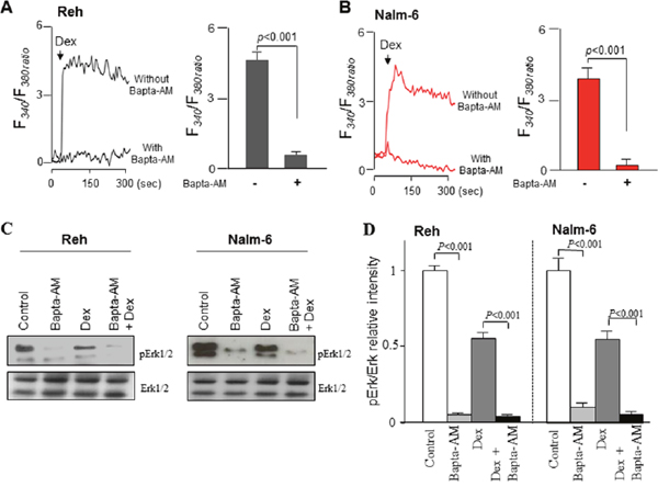 Bapta-AM potentiates dexamethasone-induced inhibition of ERK1/2 signaling by chelating Ca2+ signaling in ALL cells.