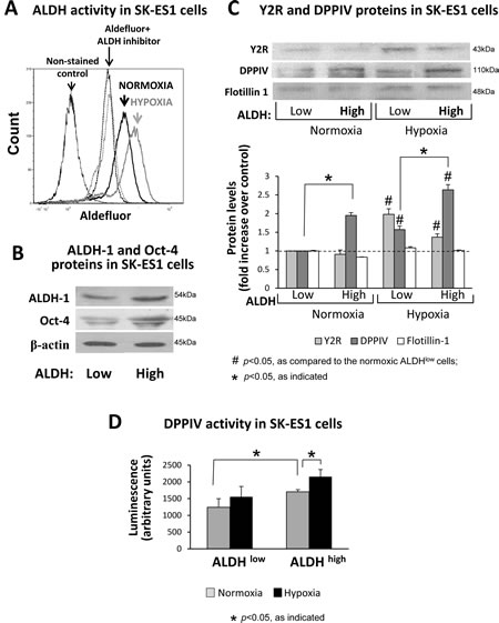 Fig 4: The Y2R/Y5R/DPPIV system is preferentially activated in ALDH