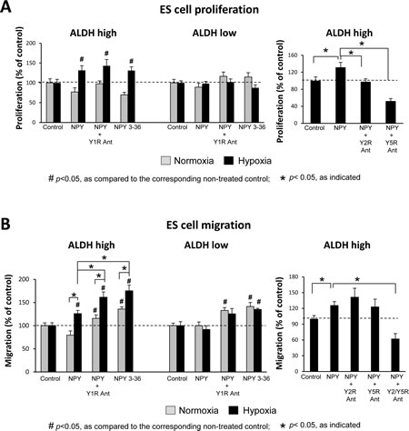 Fig 5: NPY stimulates proliferation and migration of hypoxic ALDH
