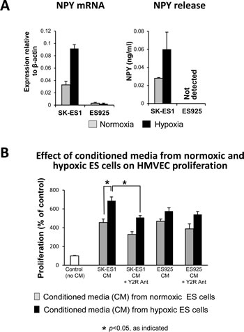 Fig 6: Hypoxia augments the ability of ES cells to trigger angiogenesis via release of NPY.