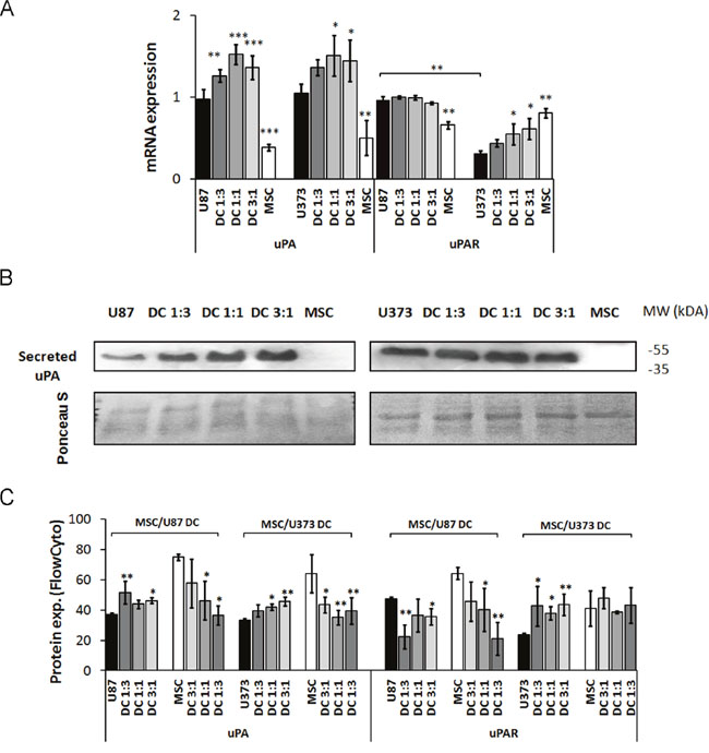 Expression of serine protease urokinase-type plasminogen activator (uPA) and its receptor (uPAR) in GBM cells, MSCs and their co-cultures (DC).