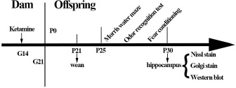 Flow chart of experimental protocols.