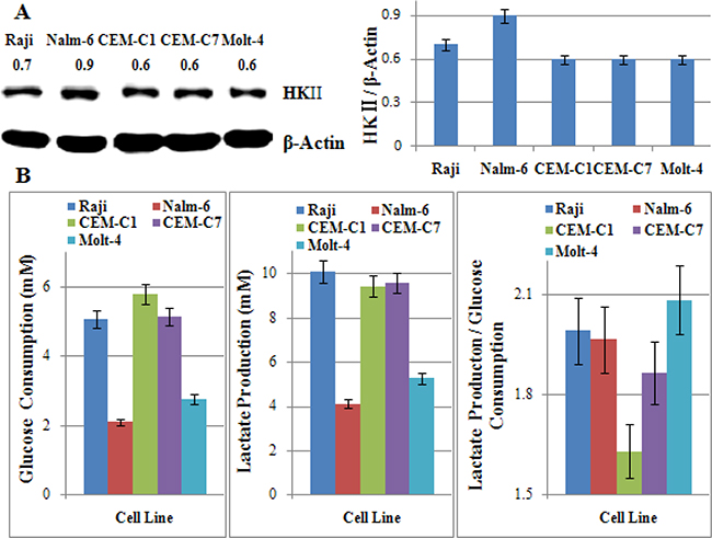 The glycolytic phenotype dose not correlate with the sensitivity to 2-DG in ALL cells.