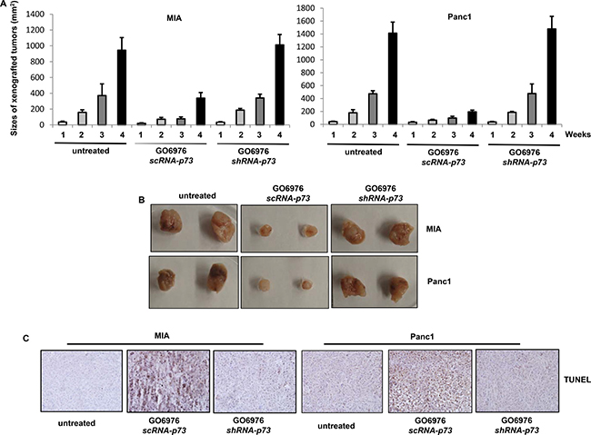 Induction of apoptosis in the xenografted tumors.