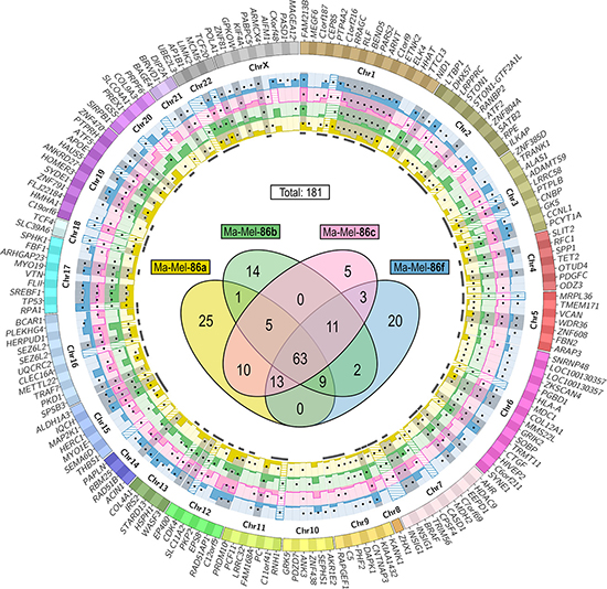 Localization of potentially immunogenic mutations in Ma-Mel-86.