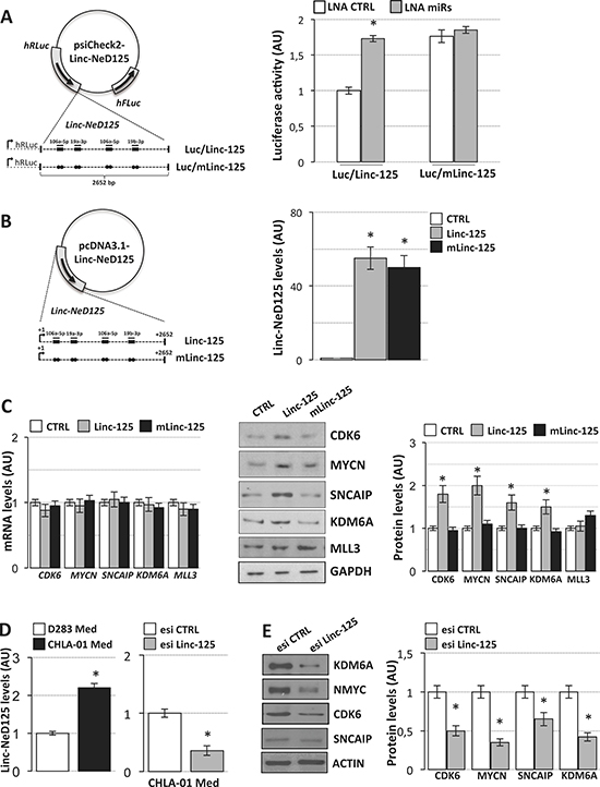 Linc-NeD125 overexpression and downregulation in MB cells.