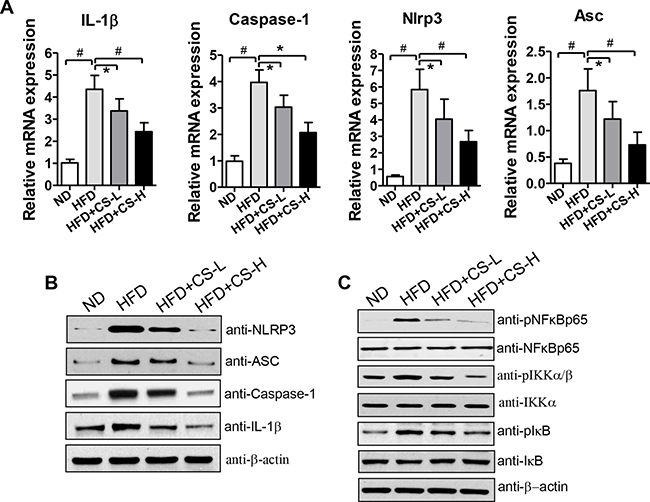 CS treatment inhibits HFD-induced expression levels of NLRP3 inflammasome component genes and reduces NF-&#x03BA;B signaling in EAT.