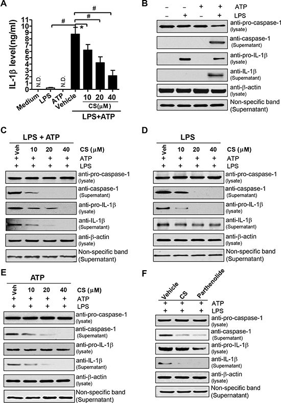 CS inhibits the activation of NLRP3 inflammasome induced by ATP.