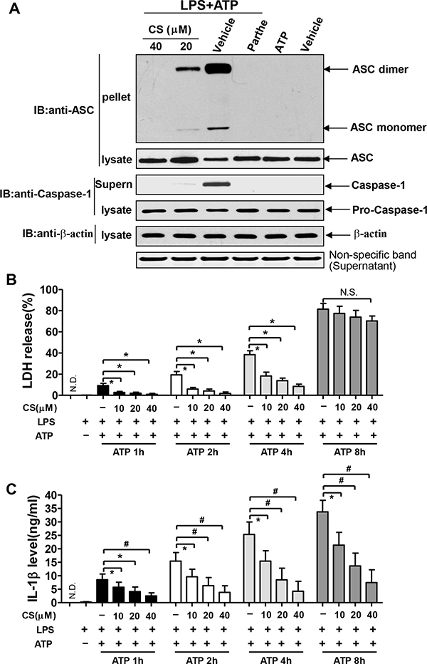 CS inhibits the formation of NLRP3-induced ASC pyroptosome and pyroptosis.
