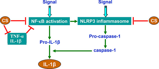Schematic illustration of CS-mediated inhibition of NLRP3 inflammasome and NF-&#x03BA;B signaling.