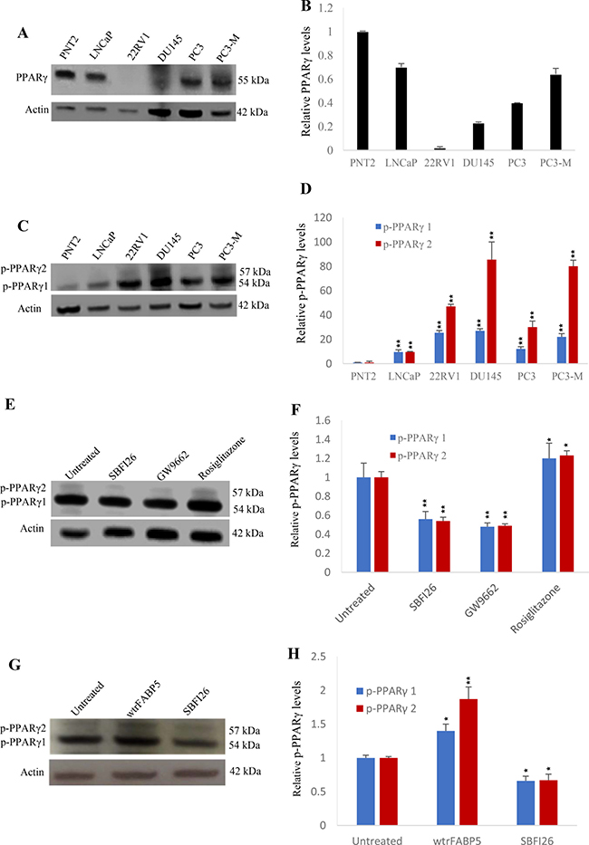 Effects of SBFI26 on levels of biologically active PPAR&#x03B3; or phosphorylated PPAR&#x03B3; (p-PPAR&#x03B3;1 and p-PPAR&#x03B3;2) in prostate cancer cells.