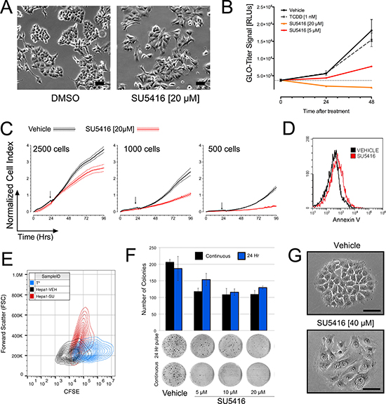 SU5416 inhibits the growth of hepatoma cells and induces a change in cellular morphology.