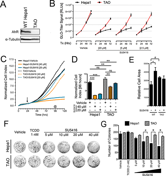 The anti-proliferative effects of SU5416 in Hepa1 cells are AhR-dependent.