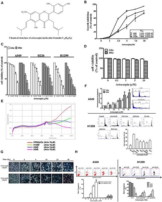 Growth inhibition of NSCLC cell lines by artocarpin.