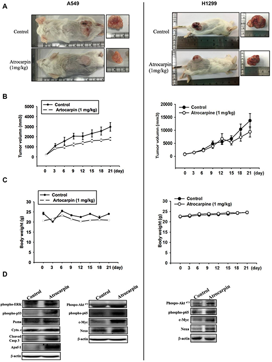 Artocarpin inhibits xenograft tumor growth in SCID mice.