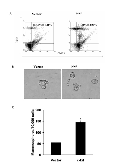 c-kit-induced EMT generated stem cell-like cells.