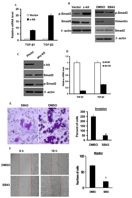 Activation of TGF-&#x3b2;1 was necessary for c-kit-induced cell motility.