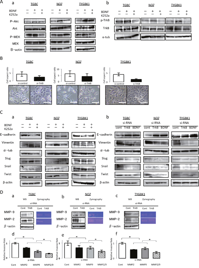 TrkB mediated signaling enhances invasiveness through inducing EMT, and activation of MMP-2 and MMP-9.