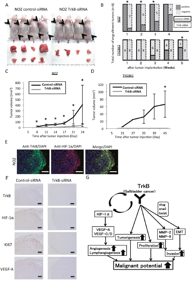 Inhibition of TrkB suppresses tumorigenicity and tumor proliferation in vivo.