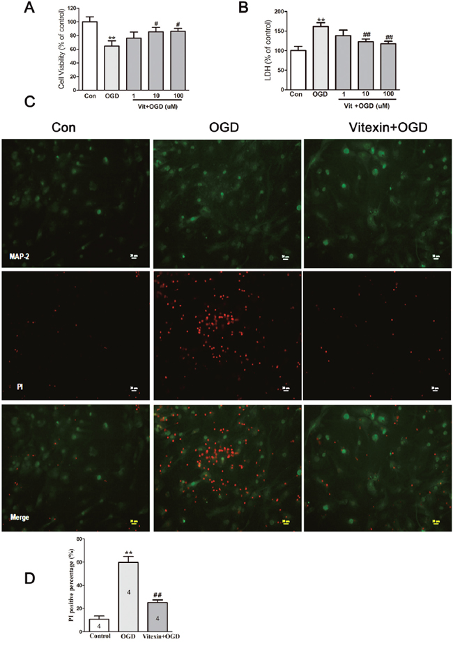 Vitexin pretreatment promotes neuronal survival under OGD.