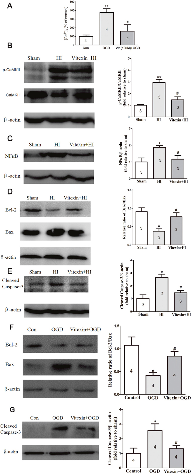 Vitexin pretreatment reduces ([Ca2+]i) in cells after OGD and inhibits CaMKII, NF-&#x03BA;B and apoptosis-related proteins expression in vivo and in vitro post-HI insult.