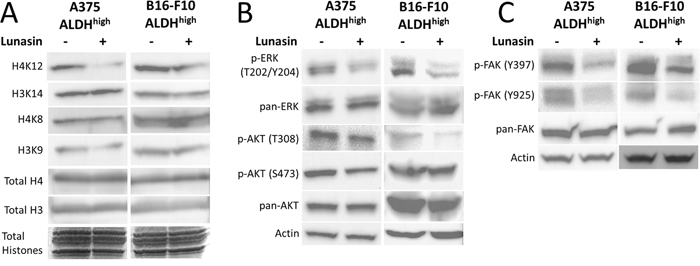 Lunasin inhibited phosphorylation of FAK, AKT, and ERK as well as histone acetylation.