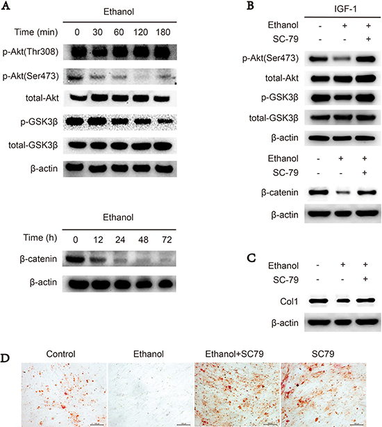 Downregulation of Akt/GSK3&#x03B2;/&#x03B2;-catenin signaling suppresses osteogenesis of ethanol-treated BMSCs.