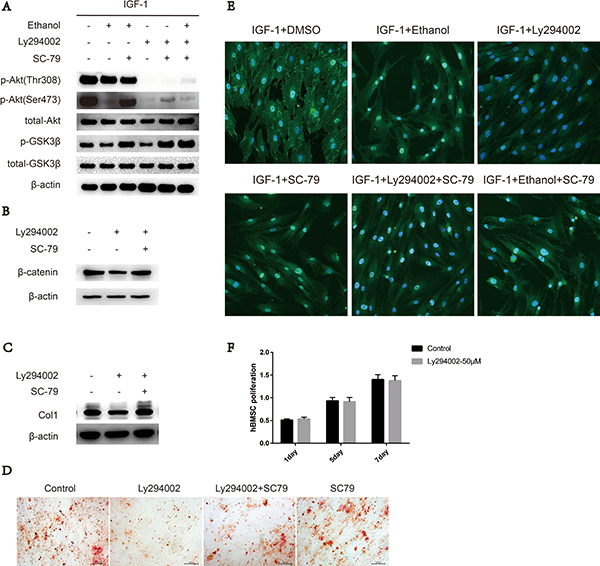 SC-79 induced cytosolic activation of Akt antagonizes the inhibitory effect of ethanol on Ser473 in BMSCs.
