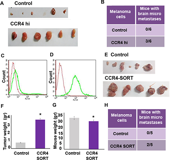 CCR4 promotes growth of cutaneous melanoma tumors and of brain metastasis.