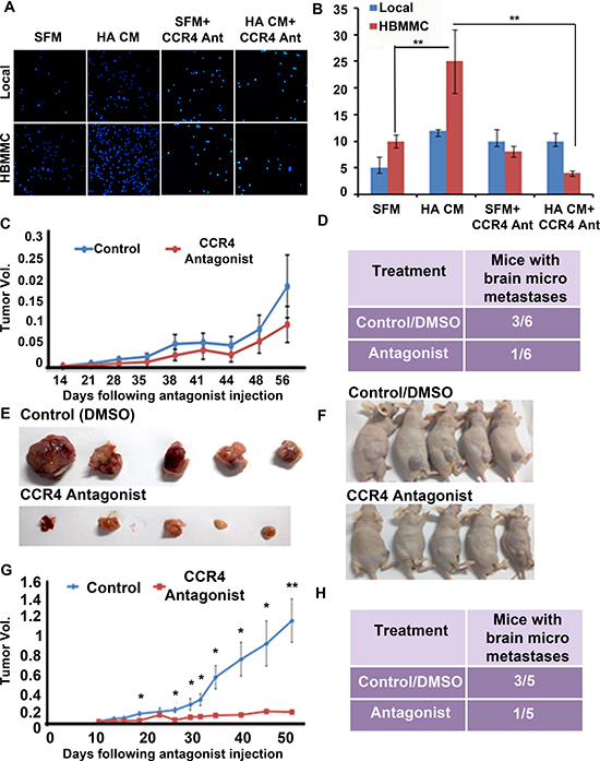 CCR4 antagonism ameliorates the malignancy phenotype of melanoma.