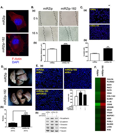 miR-182 attenuates lung cancer cell metastasis.