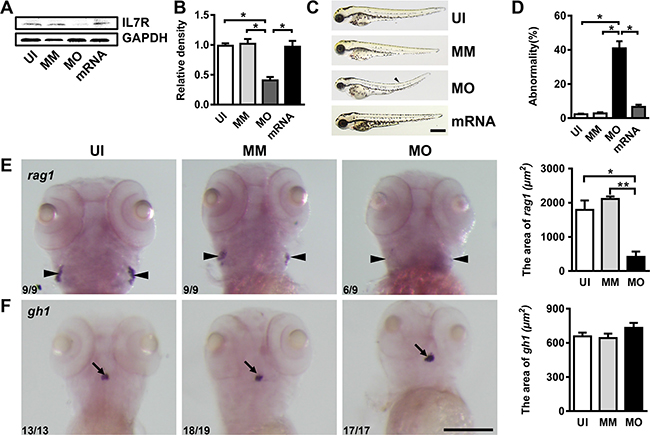 IL-7R-targeted morpholino oligonucleotides cause abnormal phenotypes and affect thymus development.