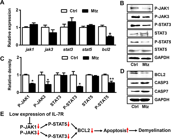 IL-7R down-regulation induces apoptosis of oligodendrocytes via the JAK/STAT/BCL2 signaling pathway.