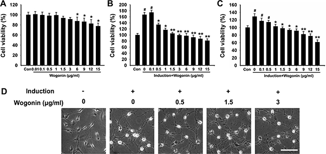 Cell viability and morphological changes in BMSCs after neural induction and wogonin treatment.