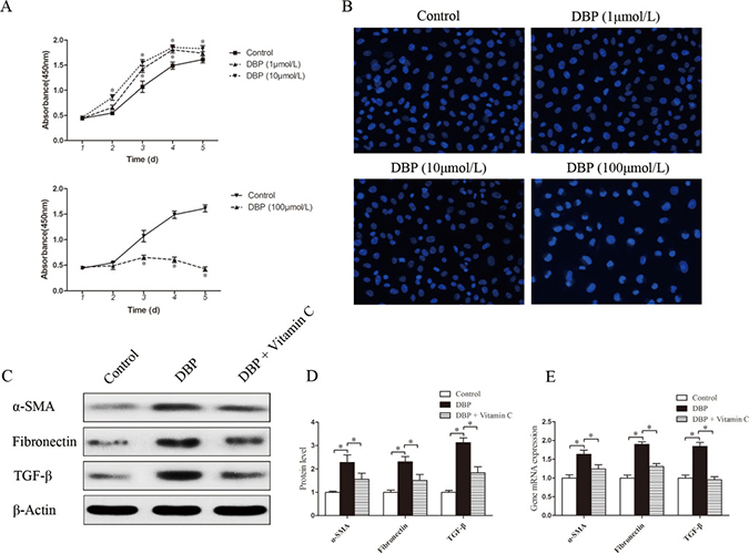 DBP promotes the proliferation and activation of NRK49F cells at a sublethal dose.