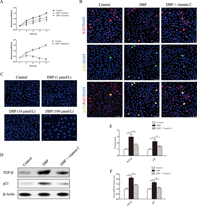 DBP inhibits NRK52E cell growth and induces G2/M arrest and the overproduction of TGF-&#x03B2; in NRK52E cells at a sublethal dose.