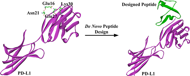 Schematic representation of de novo peptide design.