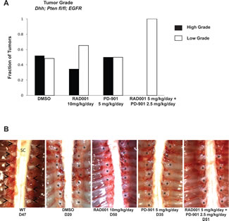 Tumor grade and size is reduced when the spontaneous MPNST mouse model is treated with Everolimus (RAD001) and PD-901 in combination.