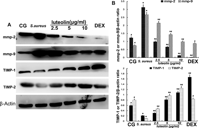 Effects of luteolin on the MMPs and TIMPs in mammary epithelial cells.