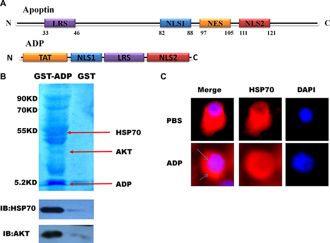 Mapping and modeling of the apoptin motif responsible for its interaction with HSE and HSP70.