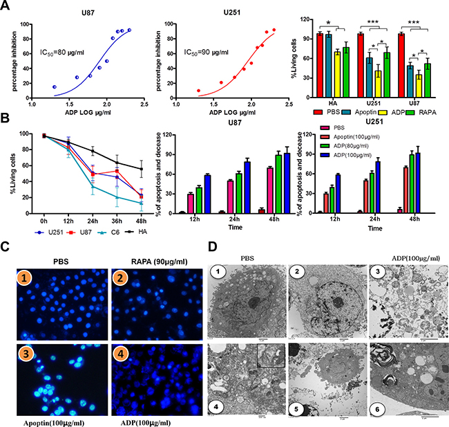 Comparative efficacies of ADP on inhibiting GBM cell growth and its effect on cell viability.