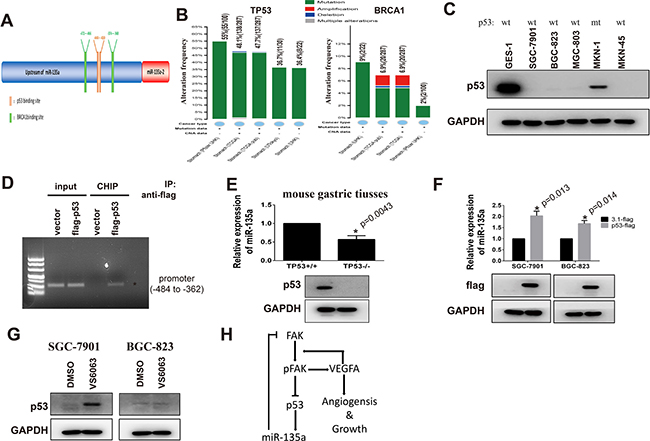 miR-135a is a target gene of p53 in gastric cancer.