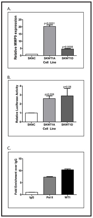 WT1 directly regulates MMP9.