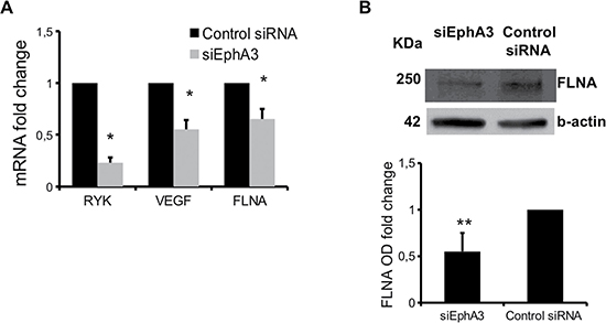 mRNA