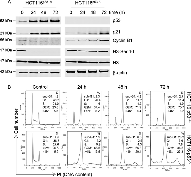 C-1311 has a p53-dependent effect on cell cycle progression.