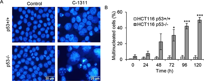 C-1311 induces mitotic catastrophe in p53-deficient cells.