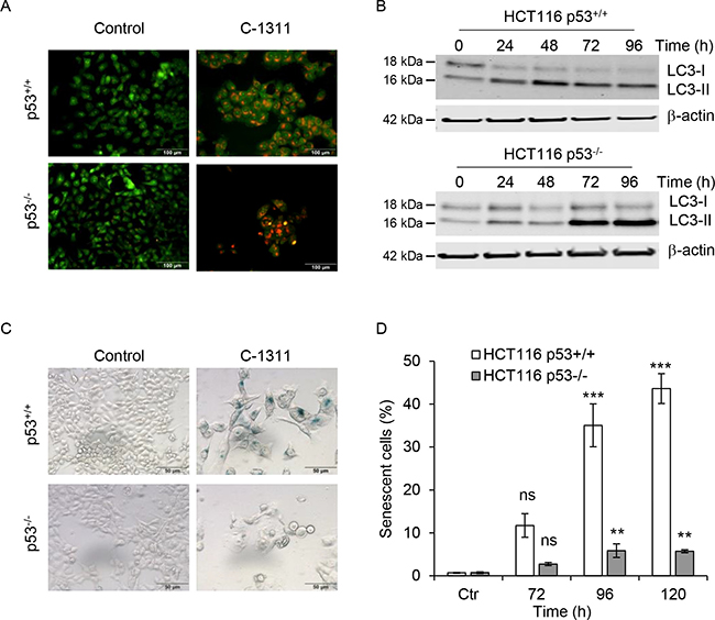 The p53 status determines cell ultimate biological response to C-1311 treatment.