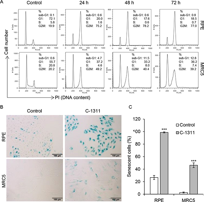 Increased senescence in non-cancer cells treated with C-1311.