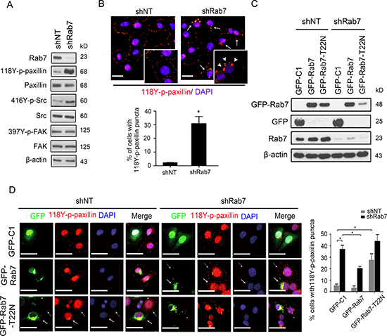 Rab7 and its GTPase activity are required for paxillin accumulation into cytosolic puncta.