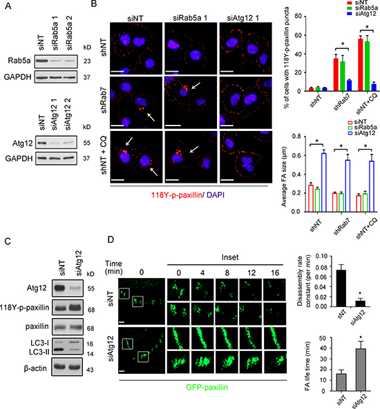 The autophagic pathway regulates Rab7-mediated paxillin turnover.